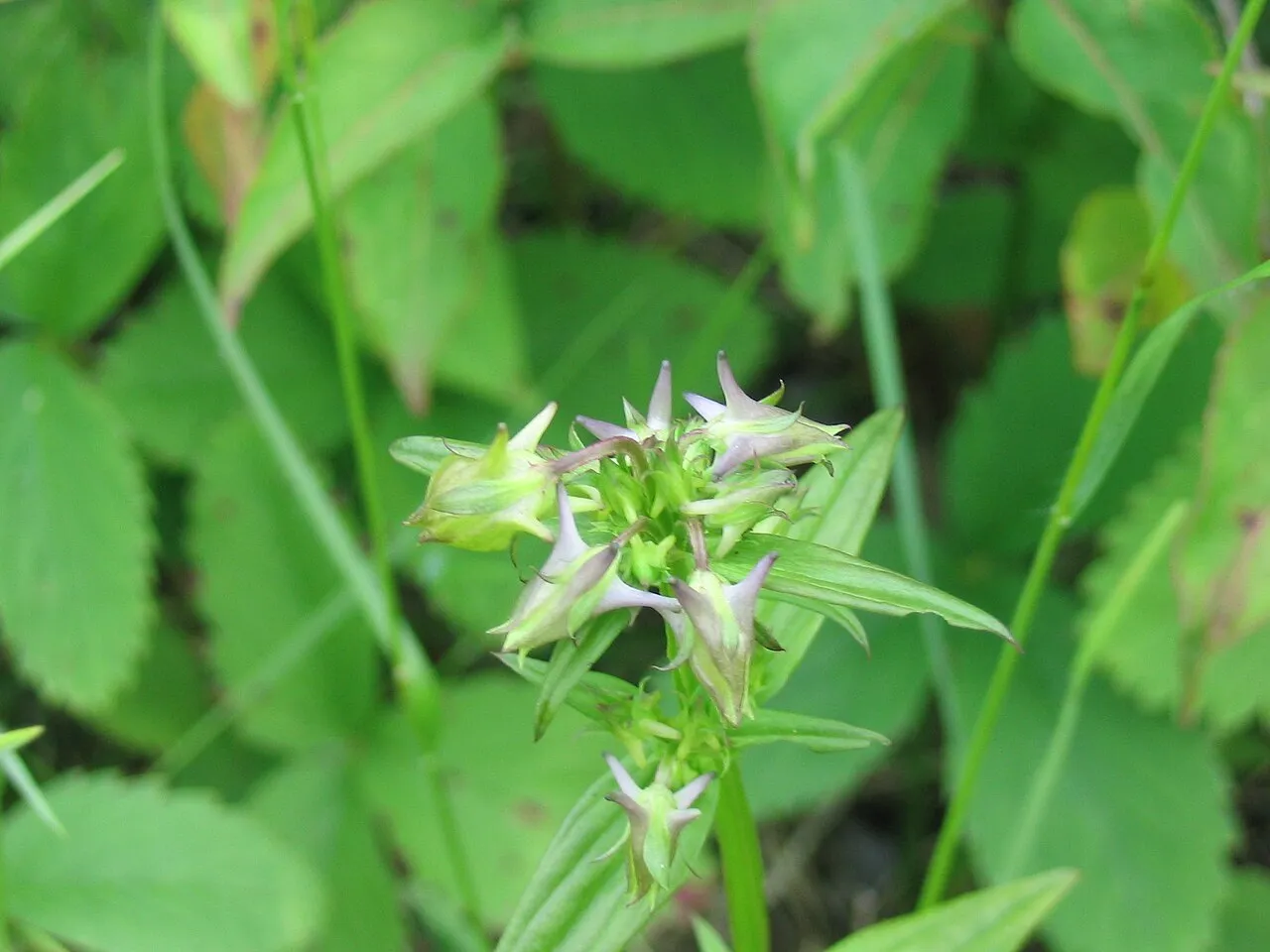 American Spurred Gentian