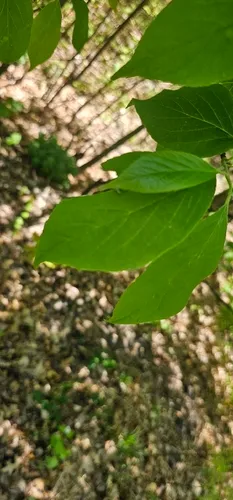 Mountain Silverbell