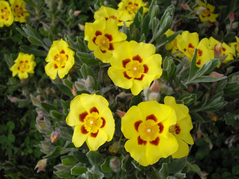 Lisbon False Sun-rose — photo by Ghislain118 http://www.fleurs-des-montagnes.net