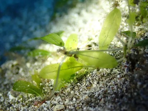 Caribbean Seagrass — photo by Ben Jobson