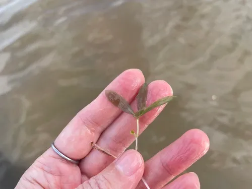 Engelmann's Seagrass