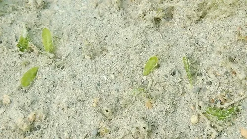 Hawai'i Seagrass