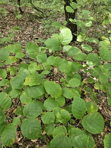 Leonard's Witch Hazel