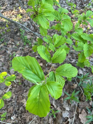 Ozark Witchhazel