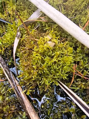 Hamatocaulis Moss — photo by luk_k