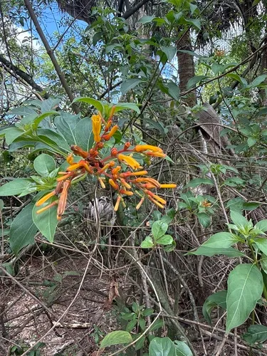 Scarletbush