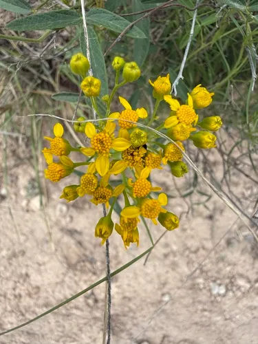 Texas False Broomweed (var. texana) — photo by David M. Hillis