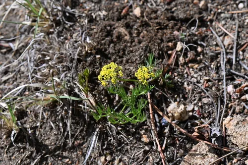 Whiskbroom Parsley — photo by Matt Langemeier