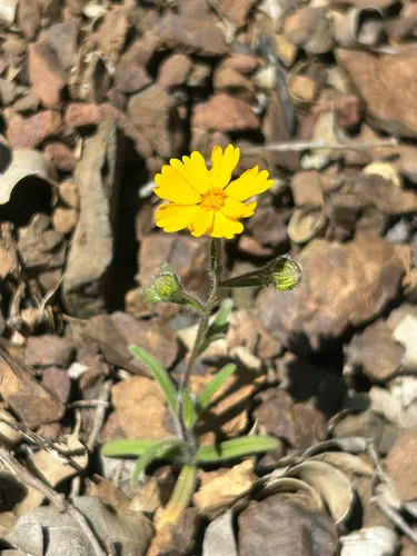 Serpentine Tarweed