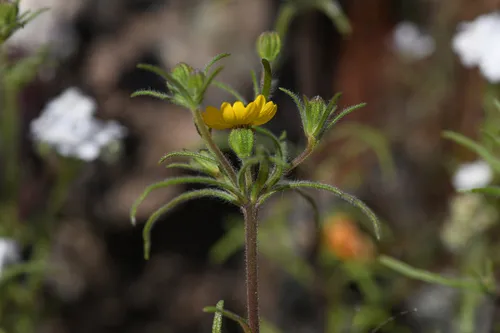 Tarweed