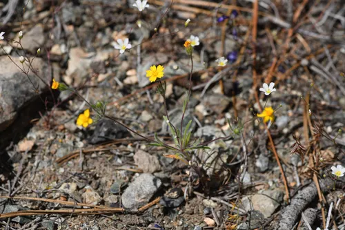 Stebbins' Tarweed