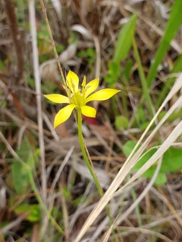 Harper's Beauty — photo by jbowers027