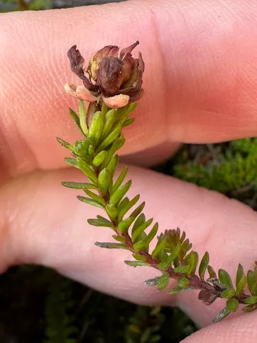 Alaska Bellheather