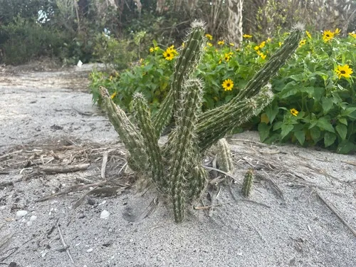 Prickly Applecactus