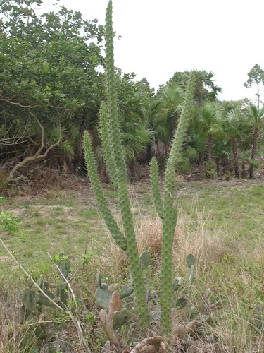 Fragrant Applecactus