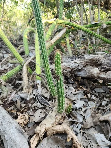 Caribbean Applecactus