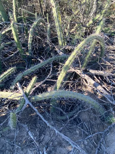 Applecactus