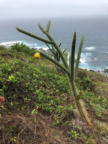Puerto Rico Applecactus