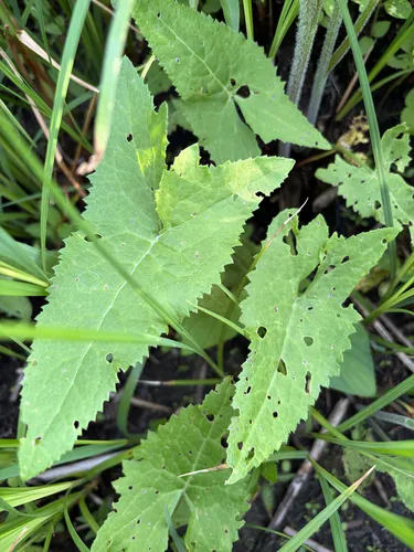 False Indian Plantain