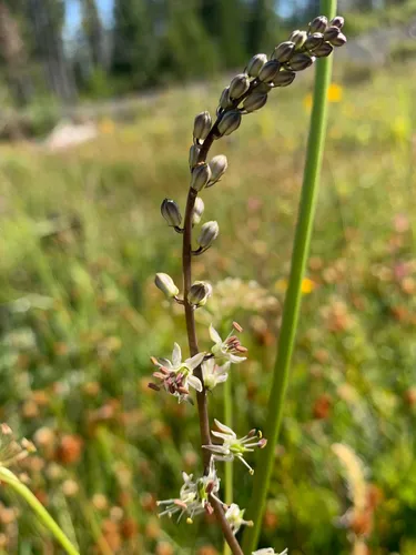 Klamath Rushlily
