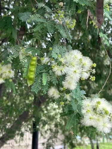 Haujillo — photo by alexespinosa