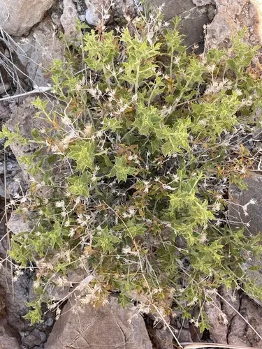 Brickellbush Goldenweed