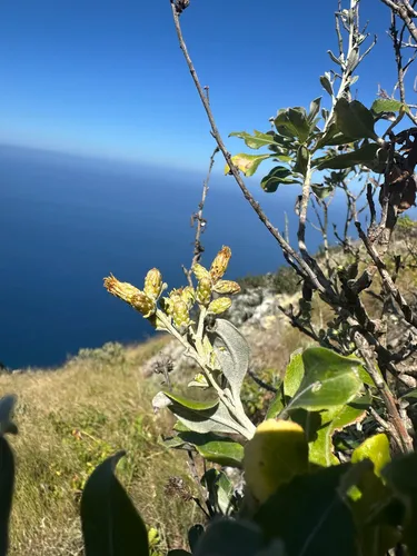 Island Hazardia