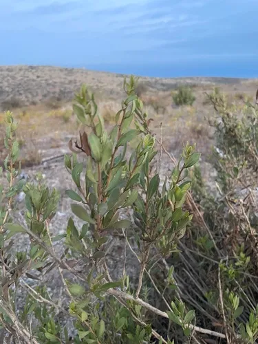 Orcutt's Bristleweed