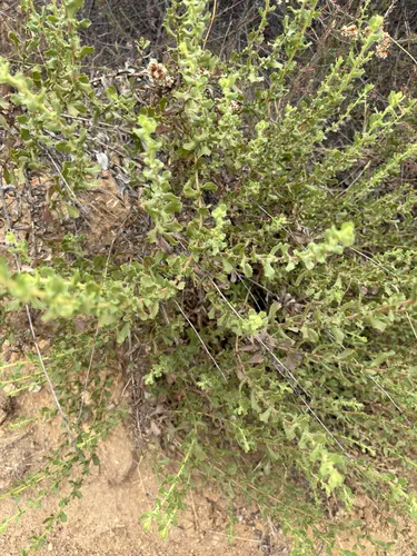 Sawtooth Goldenbush