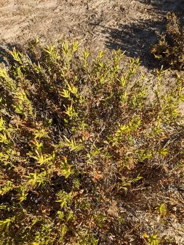 Serpentine Bristleweed