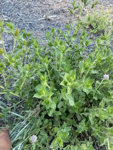Whitney's Bristleweed