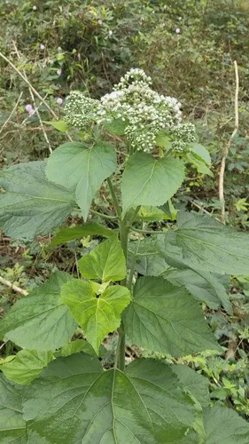 Largeleaf Thoroughwort — photo by weilival