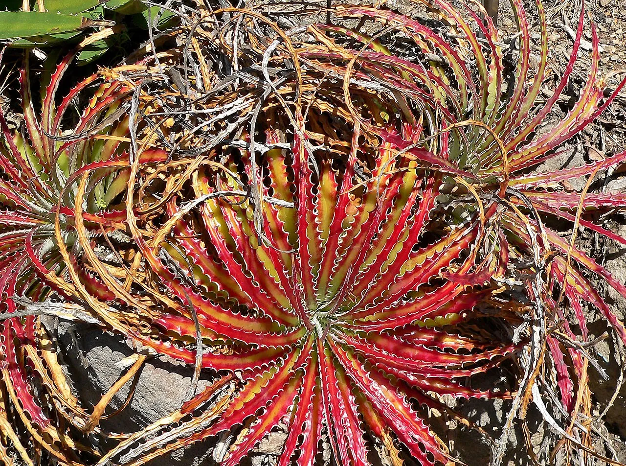 Texas False Agave — photo by Stan Shebs