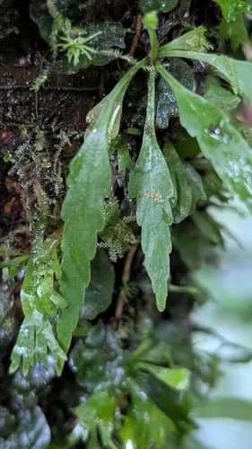 Moss Fern — photo by Jessica Launay