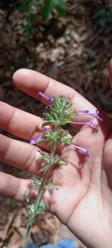 Ribbed False Pennyroyal — photo by Humberto Gonzalez Salas