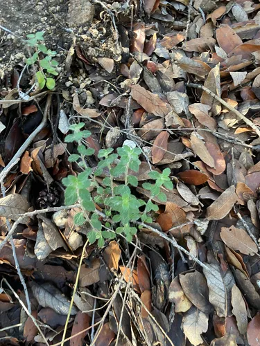 Dentate False Pennyroyal