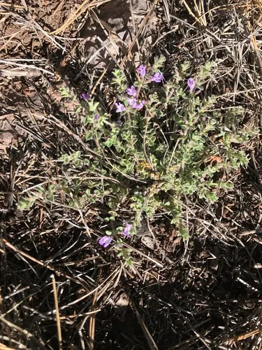 Spreading False Pennyroyal — photo by susanlamb