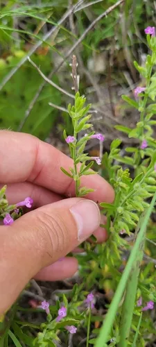 Drummond's False Pennyroyal