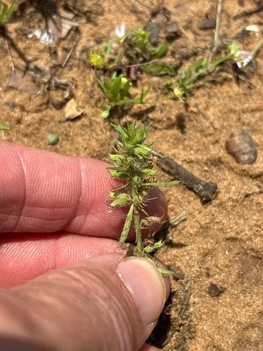 Rough False Pennyroyal — photo by Sam Kieschnick