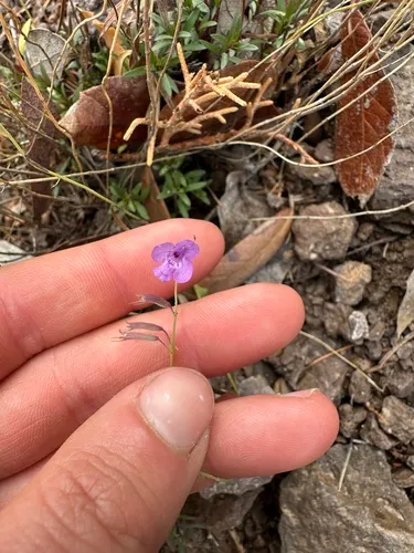 Aromatic False Pennyroyal