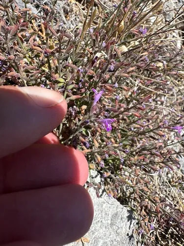 Dwarf False Pennyroyal