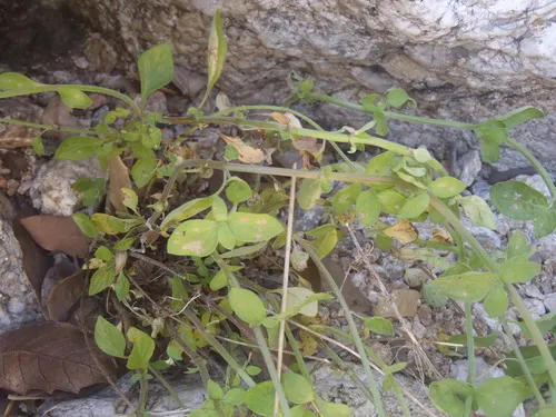 Oblongleaf False Pennyroyal