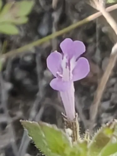 Veiny False Pennyroyal — photo by Sinaloa Silvestre