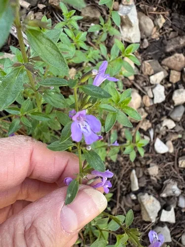 White Mountain False Pennyroyal — photo by Melanie