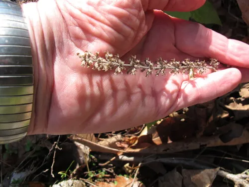 American False Pennyroyal