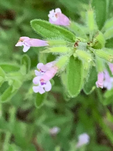 Reverchon's False Pennyroyal — photo by cpowel