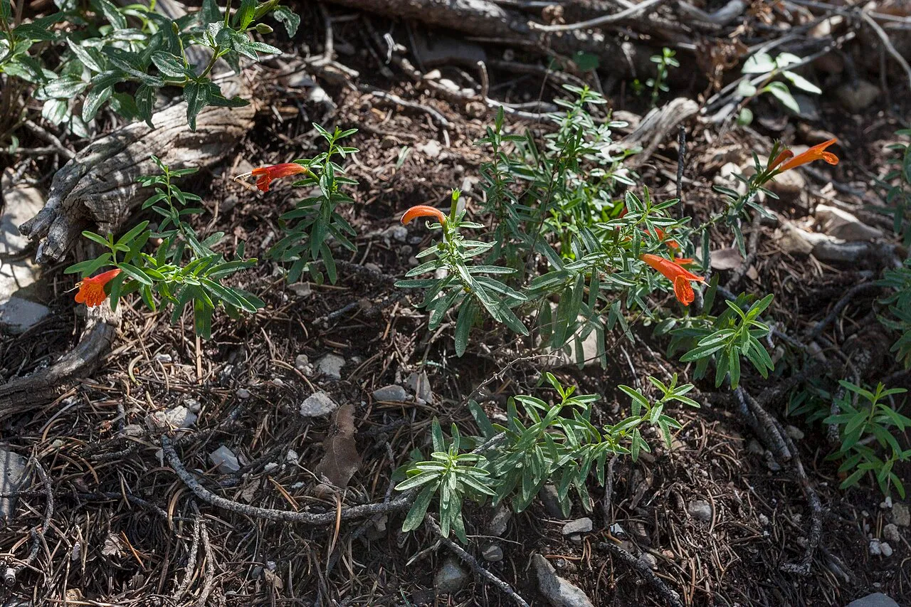 Todsen's False Pennyroyal — photo by Patrick Alexander from Las Cruces, NM