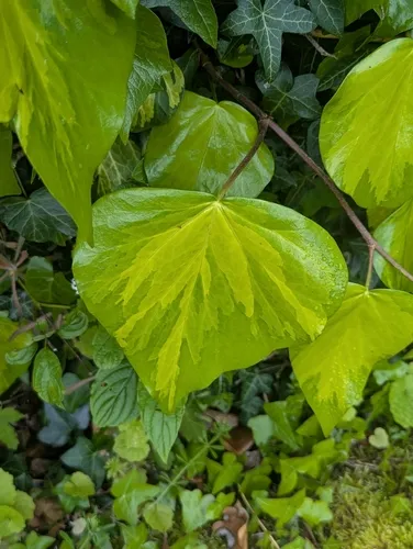 Colchis Ivy — photo by Owen and Carol Fawcett.