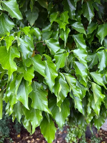 Atlantic Ivy