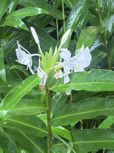 White Garland-lily